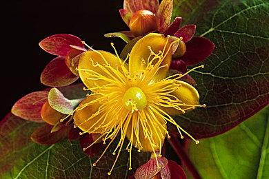 《漫威暗夜之子》绯红女巫预告 明年Q1发售